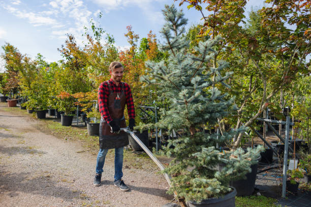 Professional Tree Service in Thompsonville, PA